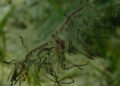 Beware the clinging jellyfish, Zeeland authorities warn