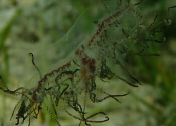 Beware the clinging jellyfish, Zeeland authorities warn