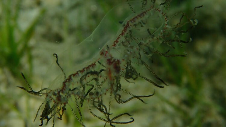 Beware the clinging jellyfish, Zeeland authorities warn