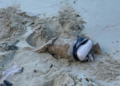 More suspected drug packages wash ashore on Vava’u beaches