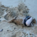 More suspected drug packages wash ashore on Vava’u beaches