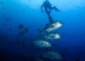 Editorial | Leading the charge to safeguard the oceans | Commentary