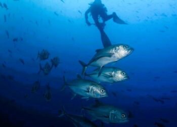 Editorial | Leading the charge to safeguard the oceans | Commentary