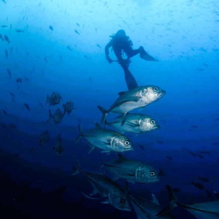Editorial | Leading the charge to safeguard the oceans | Commentary