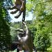 Tageblatt.lu | Sculpture 2026 | When art gives nature a voice