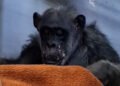 VIDEO | Grandma Mimi double blankets — the oldest chimpanzee in the Skopje zoo enjoys her favorite pastime
