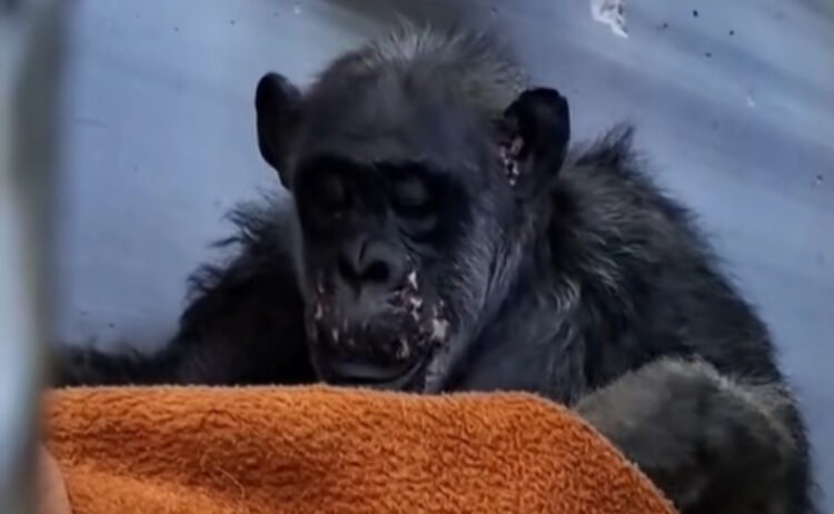 VIDEO | Grandma Mimi double blankets — the oldest chimpanzee in the Skopje zoo enjoys her favorite pastime