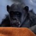 VIDEO | Grandma Mimi double blankets — the oldest chimpanzee in the Skopje zoo enjoys her favorite pastime