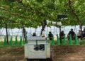 Robot to support grape cultivation demonstrated in Central Japan