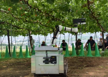 Robot to support grape cultivation demonstrated in Central Japan