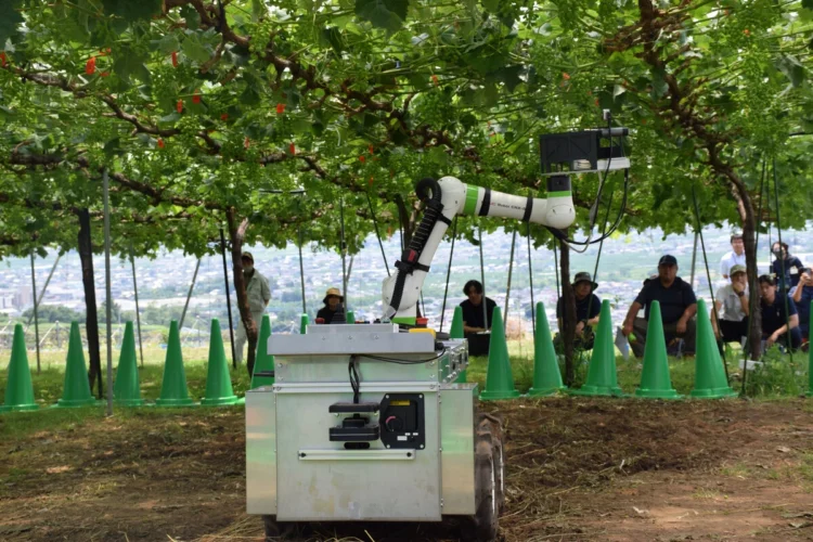 Robot to support grape cultivation demonstrated in Central Japan