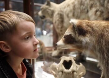 Dublin’s Dead Zoo is home to the funniest exhibit of all time. Please let it return soon – The Irish Times