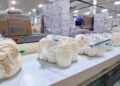 Guangxi Mushroom Giant Combines Smart Farming and Exports to Boost Regional Growth