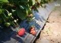 Western Homs strawberry crop reaches 9,500 tons despite production challenges