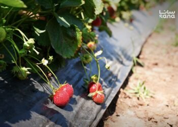 Western Homs strawberry crop reaches 9,500 tons despite production challenges