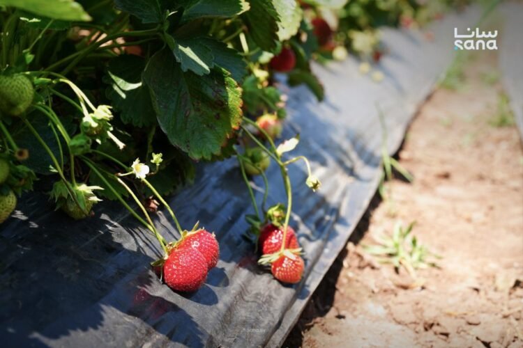 Western Homs strawberry crop reaches 9,500 tons despite production challenges