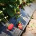 Western Homs strawberry crop reaches 9,500 tons despite production challenges