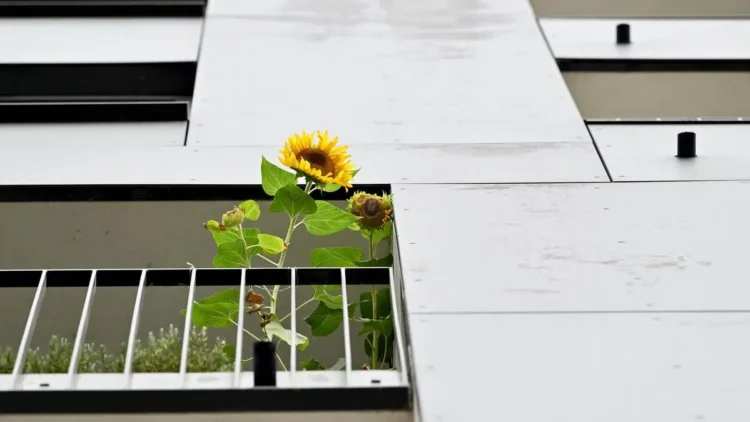 A house with a garden would be the first choice – DiePresse.com