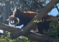 Don’t have bamboo? The zoo welcomes the first panda cubs, they are also looking for food from the public
