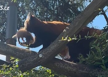 Don’t have bamboo? The zoo welcomes the first panda cubs, they are also looking for food from the public