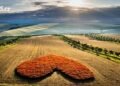 Beauty that can only be seen from heaven. On a field in Hodonínsk, hearts were created from poppies