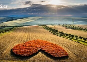Beauty that can only be seen from heaven. On a field in Hodonínsk, hearts were created from poppies