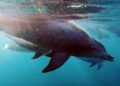 MCC declares Cambodia’s first ‘hope spot’ in Kep Archipelago as proof of marine recovery