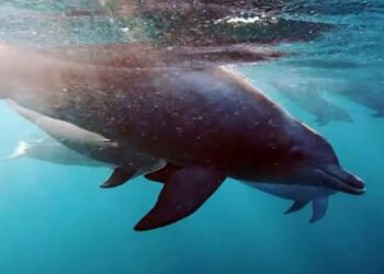 MCC declares Cambodia’s first ‘hope spot’ in Kep Archipelago as proof of marine recovery