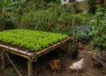 Where have the lettuce beds gone? – iWitness News