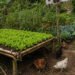 Where have the lettuce beds gone? – iWitness News