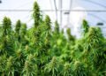 Marijuana driving rule change planned