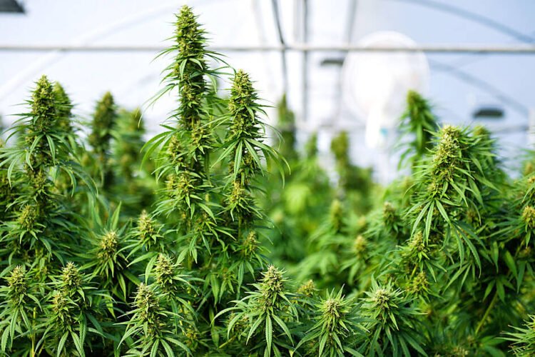 Marijuana driving rule change planned