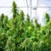 Marijuana driving rule change planned