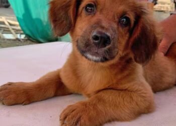 Puente Piedra: Schoolchildren ask Congress to accelerate debate on the law on responsible ownership of pets