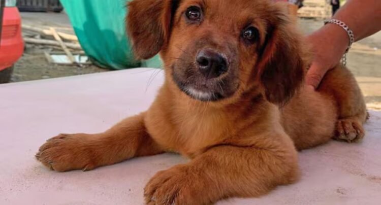 Puente Piedra: Schoolchildren ask Congress to accelerate debate on the law on responsible ownership of pets