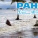 PAHO urges strengthened preparedness despite forecasts of a below-normal 2026 Atlantic hurricane season