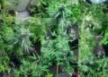 Over 60 cannabis plants seized in Claxton Bay operation
