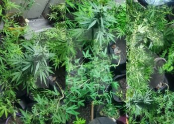 Over 60 cannabis plants seized in Claxton Bay operation