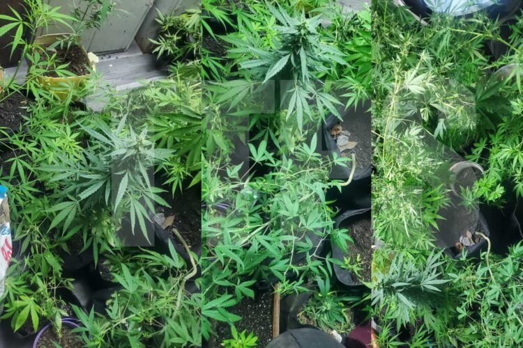 Over 60 cannabis plants seized in Claxton Bay operation