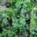 Over 60 cannabis plants seized in Claxton Bay operation