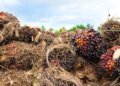 Property Observatory: invasion of the Yalcobé farm reflects a pattern of usurpations in Alta Verapaz