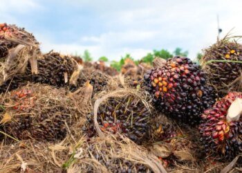 Property Observatory: invasion of the Yalcobé farm reflects a pattern of usurpations in Alta Verapaz