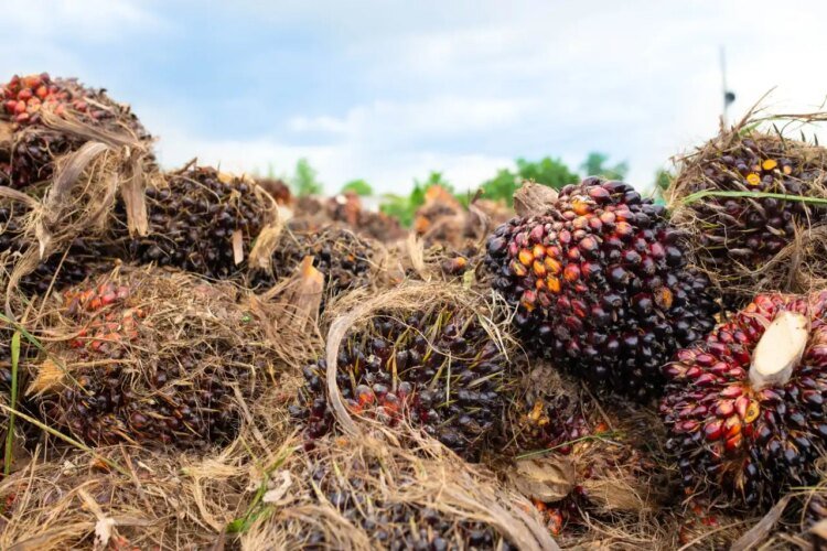 Property Observatory: invasion of the Yalcobé farm reflects a pattern of usurpations in Alta Verapaz