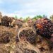 Property Observatory: invasion of the Yalcobé farm reflects a pattern of usurpations in Alta Verapaz