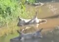 Dead pigs dumped near Salim water pumping station spark health concerns