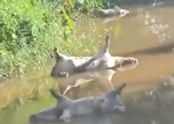 Dead pigs dumped near Salim water pumping station spark health concerns