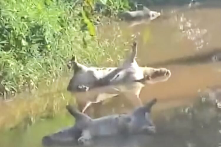 Dead pigs dumped near Salim water pumping station spark health concerns