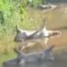 Dead pigs dumped near Salim water pumping station spark health concerns