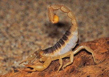 81 cases of scorpion stings and two snake bites treated in May: Azilal manages to contain envenomations without any deaths