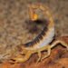 81 cases of scorpion stings and two snake bites treated in May: Azilal manages to contain envenomations without any deaths